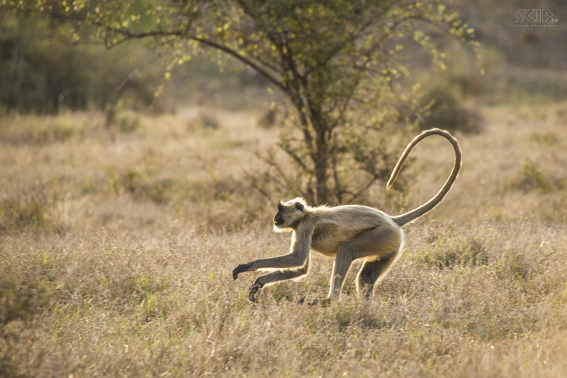 Panna - Running langur monkey  Stefan Cruysberghs